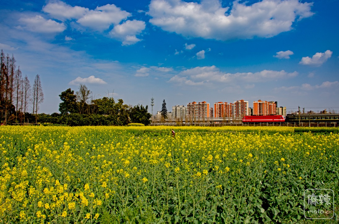 麻辣社区-四川论坛