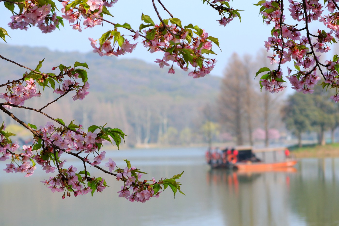 网红蛋糕"熊猫不走"被曝破产熊猫不走的